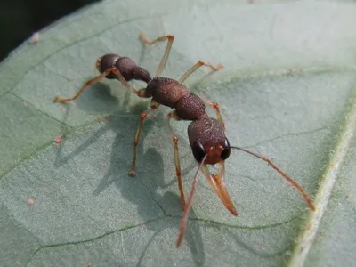 Как избавиться от муравьев в доме: топ эффективных способов - 7Дней.ру