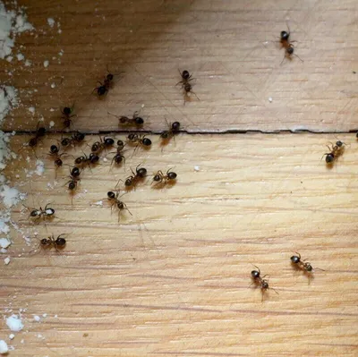 Уничтожение муравьев | СЭС Санэпидемстанция Москвы и Московской области