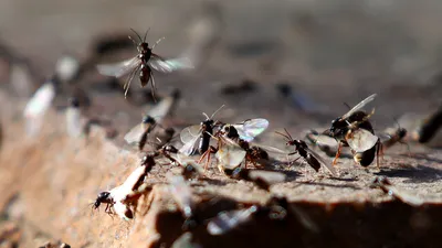 Как избавиться от муравьев. ТОП-5 безотказных способов советуют опытные  дачники