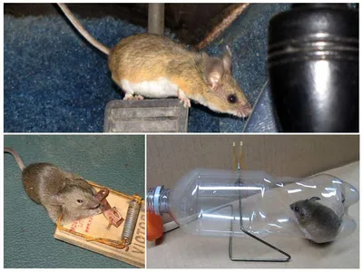 Служба уничтожения мышей в квартирах и частных домах в Москве и Московской  области - Biotriks