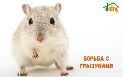 Борьба с крысами и мышами: отравы, отпугиватели, ловушки