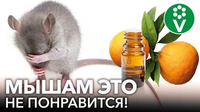 Методы борьбы с крысами и мышами на дачном участке - Бобёр.ру