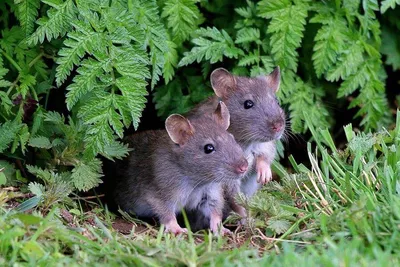 Уничтожение мышей в Томске — цена дератизации