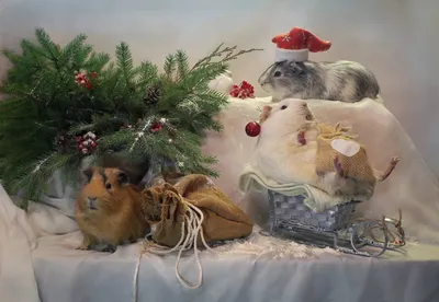 Флэшмоб "Новый год, Рождество и мышки"