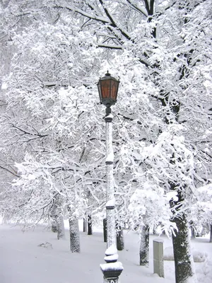 С началом зимы! ❄️» — создано в Шедевруме