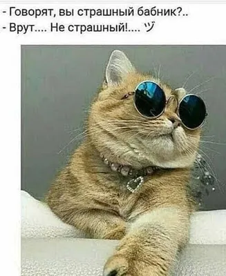 Pin by Татьяна on Всё вместе | Animals, Cats