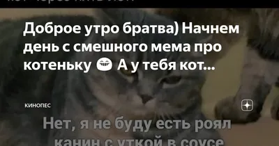 Доброе утро братва) Начнем день с смешного мема про котеньку 😁 А у тебя  кот… | КиноПес | Дзен