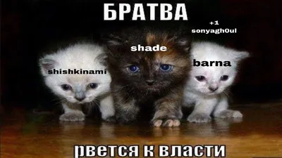 МоИипда_Тапдагоа Проголосовал ЗА! @МоЬипда1_7У4Н5МЗ "Братва в ожидании  Фургала". / Ватные вбросы (ватные вбросы, ватная аналитика, пандориум,) ::  твит :: Я Ватник (# я ватник, ) :: интернет :: фэндомы / картинки, гифки,  прикольные комиксы, интересные ...