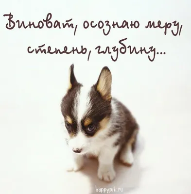 Извинения перед любимой девушкой | Открытки, Смешные поздравительные  открытки, Смешные открытки