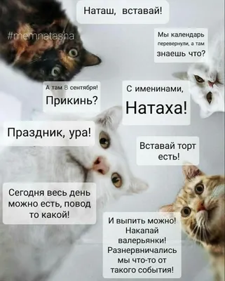 МемНаташа-MemNatasha - #memnatasha #кот #кошка #настроение #юмор #мем  #рабочаянеделя #работа #трудовыебудни #настроение #состояние | Facebook