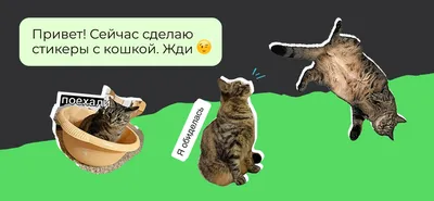 Как сделать стикеры в WhatsApp — Журнал Ситилинк