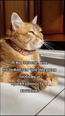 БФ «Собаки, которые любят» - Новый год - время чудес и добрых дел!