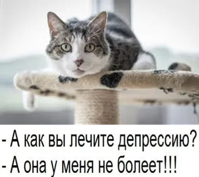 Pin by Yulia Lisnyak on Доброе утро | Cats, Kitten season, Funny cat  pictures