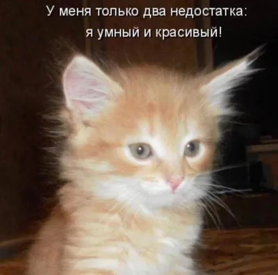 Белая керамическая кружка мем с надписью приколом "Не брать, я псих" - 350  мл — купить в интернет-магазине по низкой цене на Яндекс Маркете
