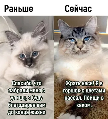 Картинки Спасибо за дружбу: с надписями и анимацией для друзей