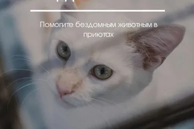 вторник // традиционный день кота на афише по вторникам Line up: VANEK  BESTIE Nishtyaki: 🎏Компании от 5-ти человек дарим бутылку… | Instagram