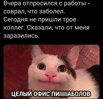 Бабушка 🤶Когда я заболела 😂 #кошки #cat #кошка #cats #кот - YouTube