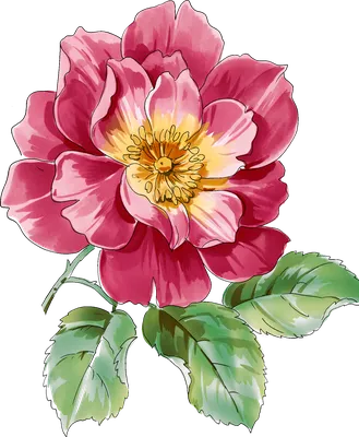 Нарисованные цветы: обои с цветами, картинки, фото 800x600