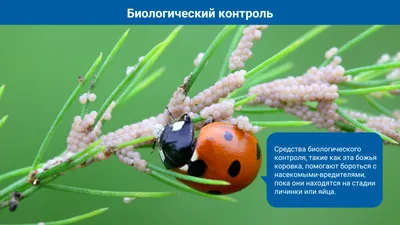 В чем разница между жуками и насекомыми? | Интернетный странник | Дзен