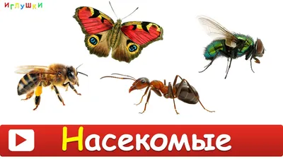 Игровой набор фигурок "Насекомые " коллекционные, 12 видов насекомых,  развивающие игрушки для детей, обучающий набор для мальчика и для девочки  от 3-х лет - купить с доставкой по выгодным ценам в интернет-магазине OZON  (1064283314)