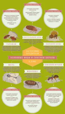 Трехчастные карточки Насекомые - карточки Монтессори купить и скачать