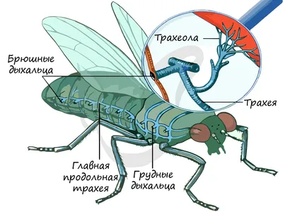 Купить Иллюстрация насекомых Черно-белая настенная живопись Холст Плакат с  насекомыми | Joom