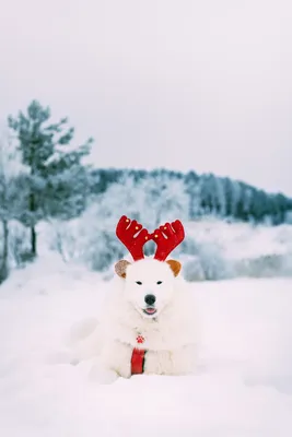 Всех с наступающим новым годом желтой собаки :3 | Пикабу