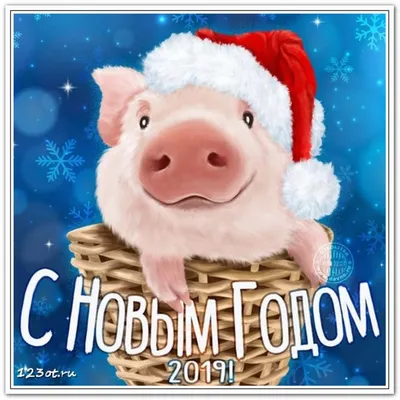 Открытки, картинки с новым годом свиньи! С новым годом 2019! Год свиньи! Год  кабана! Открытка со свиньей, свинкой, поросенком! Кр… | Открытки, С новым  годом, Свиньи