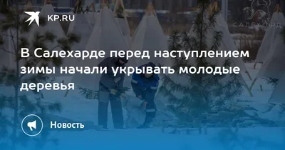 В Салехарде перед наступлением зимы начали укрывать молодые деревья - 