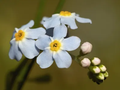 Купить букет из ромашек и незабудок🌺