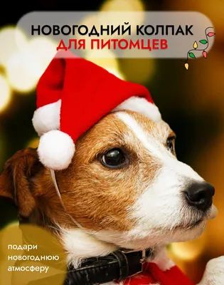1 шт. зимняя одежда, красная собака, праздничный новогодний шарф для  домашних животных, аксессуары для кошек, осенний комплект – лучшие товары в  онлайн-магазине Джум Гик