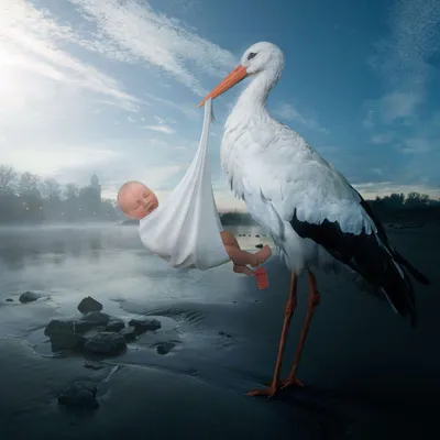 Фото Аист с новорожденным ребенком прилетел в пустую местность, by Sjoerd  Stellingwerf