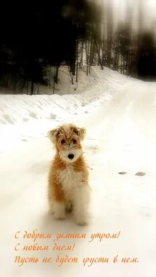 Картинки с надписями. С добрым зимним утром! С новым днем!.