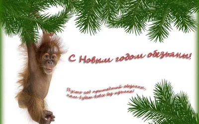 Скачать обои новый год, обезьяна, пожелание, new year, monkey разрешение  1024x600 #105349