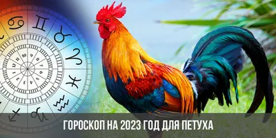 Новый год 2023. Петух и Кролик - подружатся ли они? | Женский_клуб | Дзен