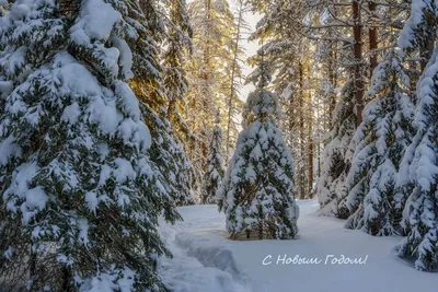 Нарезать картинку на нужный размер с тегами природа, новый год, снег, елка,  праздник, лес
