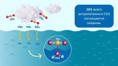 Как выбросы углекислого газа вызывают подкисление океана | МАГАТЭ
