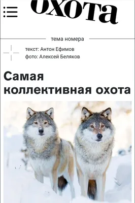 Охота на дрозда. Осенняя симфония .. - Охота на страсти