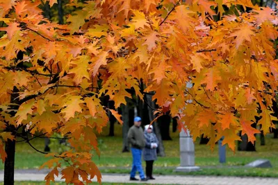 🍁Благодарность уходящему октябрю 2021🍁 | Свобода быть собой с Обуховой |  Дзен