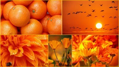 Картинки оранжевого цвета - 69 фото