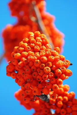 Ягоды оранжевого цвета (54 фото) - 54 фото