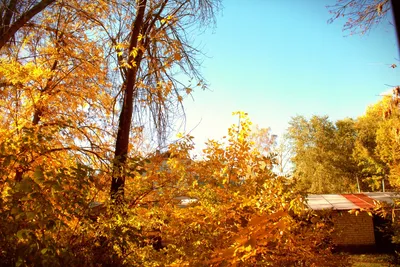 Осенний пейзаж расскажет правдивую историю о вас. Личностный тест | ХНА |  Дзен