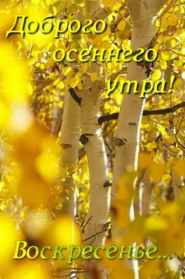 Доброго осеннего утра! | Доброе утро, Воскресенье, Осенние картинки