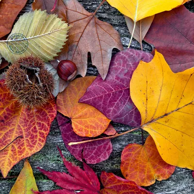 Что делать с опавшими осенними листьями - полезные советы | РБК Украина