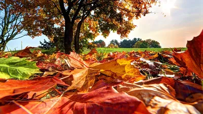 Идеи с осенними листьями - 70 фото