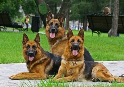 Немецкая овчарка - самая популярная порода собак в мире - V.O.G DOG