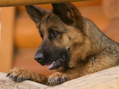 Немецкая овчарка (Deutscher Schaferhunde | German Shepherd) | Мир собак.  Журнал о собаках. Доска объявлений. Породы. Дрессировка.