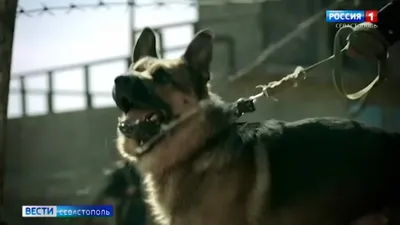 Как тренируют собак-актеров в Крыму