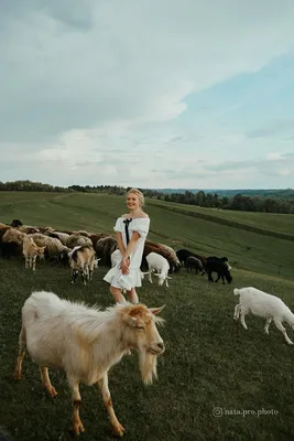 Икона Пастырь Добрый с овечками, размер 8,5 х 12,5 см - купить по низким  ценам в интернет-магазине OZON (495659763)