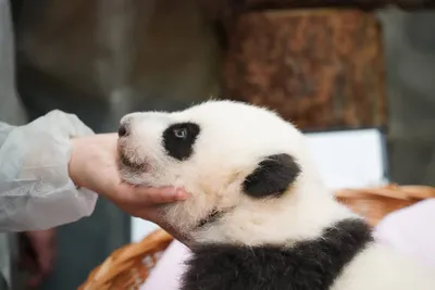 Пандочка из московского зоопарка видит предметы и слышит звуки, она начала  чувствовать запахи и реагировать на окружающих, также большую панду  осмотрел специалист из Китая: показываем фото и видео животного - 6 ноября